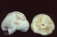 Lactarius deceptivus image
