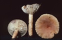 Lactarius hygrophoroides var. lavendulaceus image