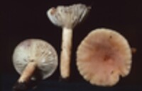 Lactarius hygrophoroides var. lavendulaceus image