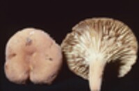 Lactarius hygrophoroides var. rugatus image