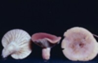 Lactarius hygrophoroides image