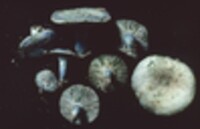 Lactarius indigo var. diminutivus image