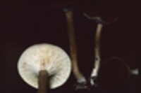 Lactarius lignyotus image