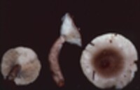 Lactarius mucidus image