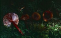 Lactarius occidentalis image
