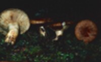 Lactarius olympianus image