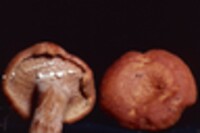 Lactarius peckii var. peckii image