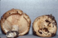 Lactarius psammicola image