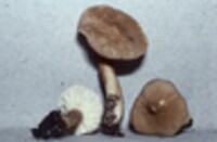 Lactarius gerardii var. subrubescens image