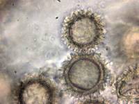Myrmecocystis spinospora image