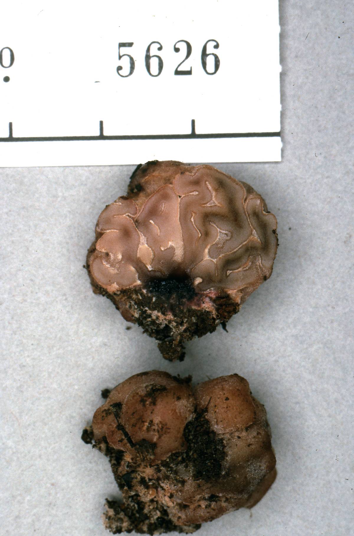 Amylascus image
