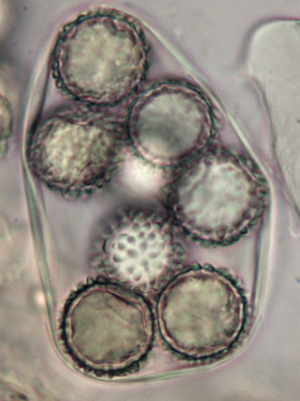 Amylascus herbertianus image