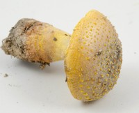 Amanita flavorubescens image