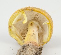 Amanita flavorubescens image