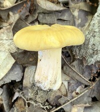 Cantharellus tenuithrix image