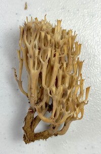Artomyces pyxidatus image