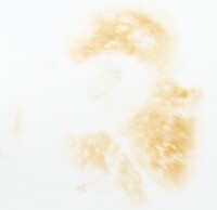Xanthoconium purpureum image