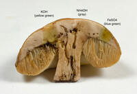 Leccinum roseoscabrum image