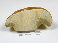 Boletus luridellus image