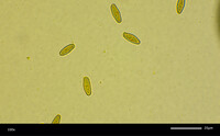 Boletus luridellus image
