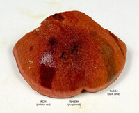 Cortinarius marylandensis image