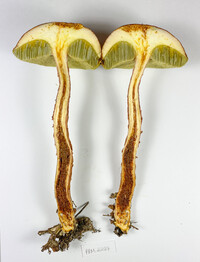 Aureoboletus russellii image