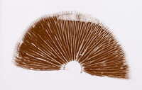 Cortinarius hesleri image