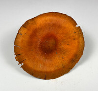Cortinarius hesleri image