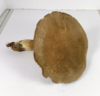 Boletus durhamensis image