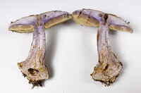 Cortinarius atkinsonianus image