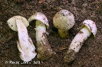 Amanita dolichopus image