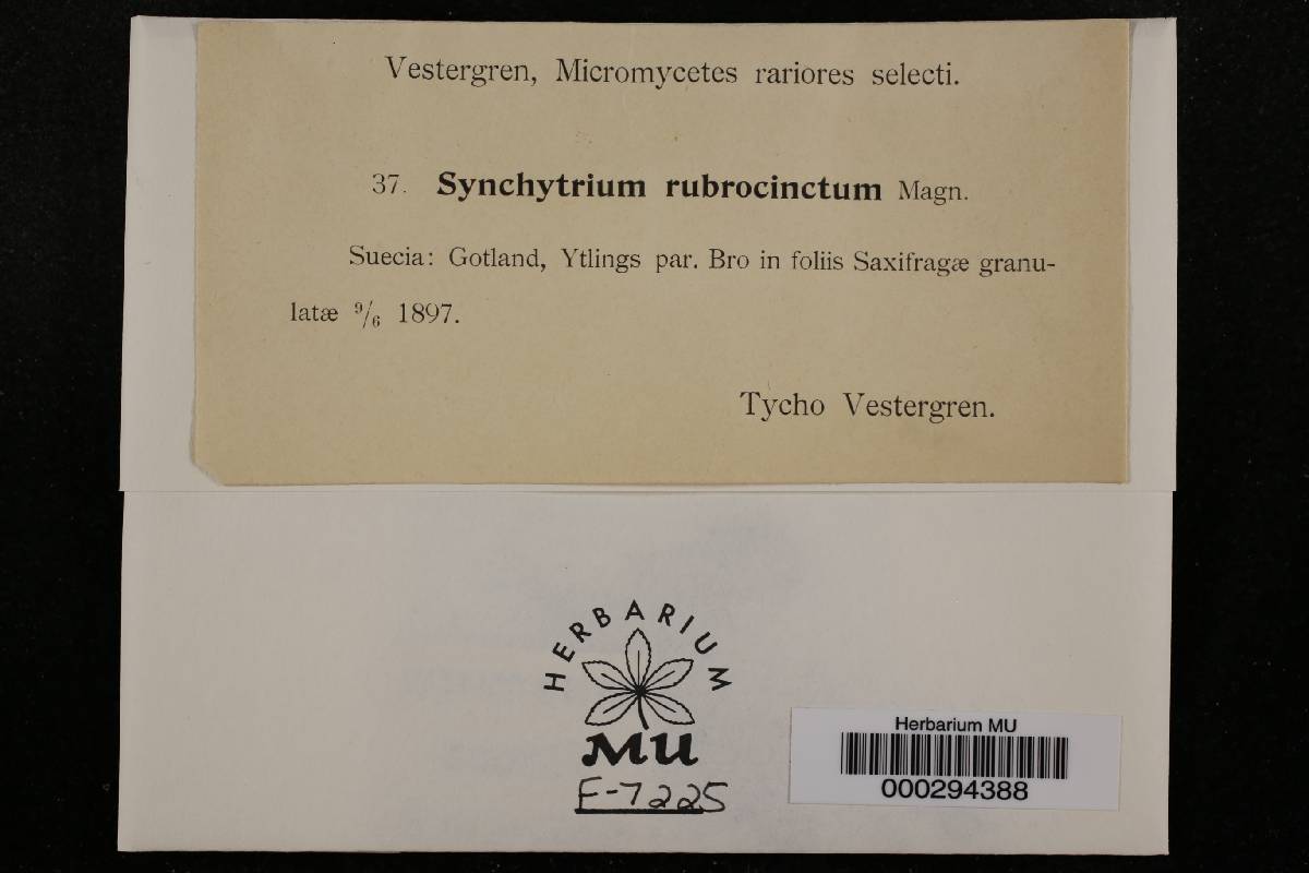 Synchytrium rubrocinctum image