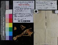 Collybia lilacina image