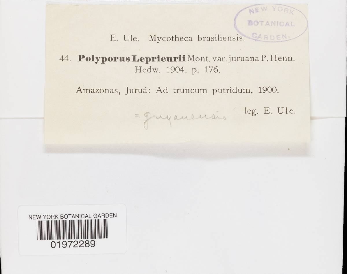 Polyporus leprieurii var. juruanus image