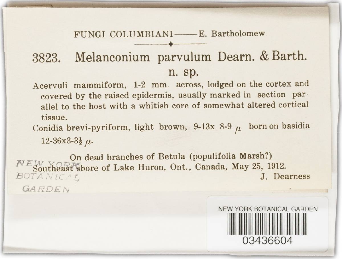 Melanconium parvulum image