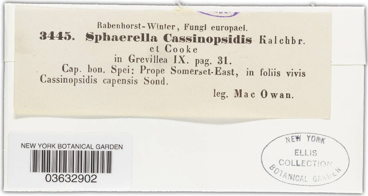 Mycosphaerella cassinopsidis image