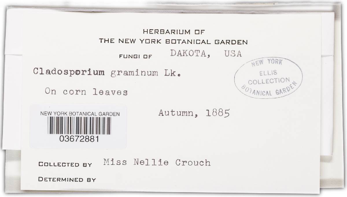 Cladosporium gramineum image