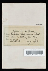 Boletus clintonianus image