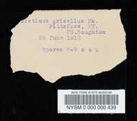 Boletinus grisellus image