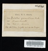 Pseudoboletus parasiticus image