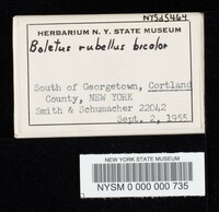 Boletus rubellus subsp. bicolor image