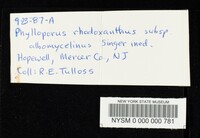 Phylloporus rhodoxanthus subsp. albomycelinus image