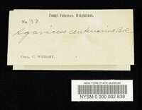 Agaricus centenarius image