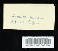 Amanitopsis volvata image