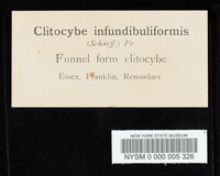 Clitocybe infundibuliformis image