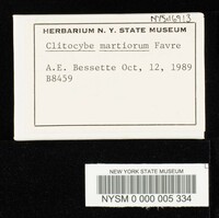 Clitocybe martiorum image