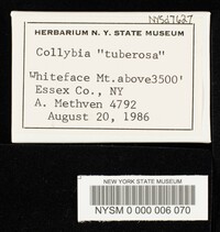 Collybia tuberosa image