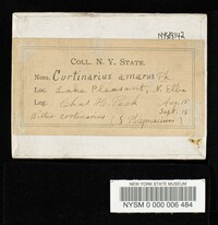 Cortinarius amarus image