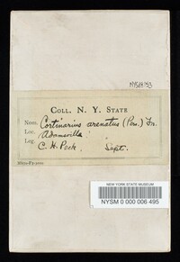 Cortinarius arenatus image