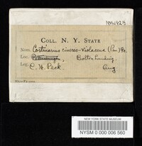 Cortinarius cinereoviolaceus image